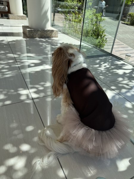 画像6: 【Jennifer & Colour】PUFFスカート (6)