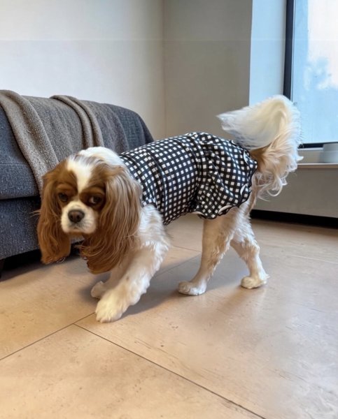 画像3:  【注文受付中】  9月新作 【キャバスーツ ワンピ】GINGHAM BLACK (3)
