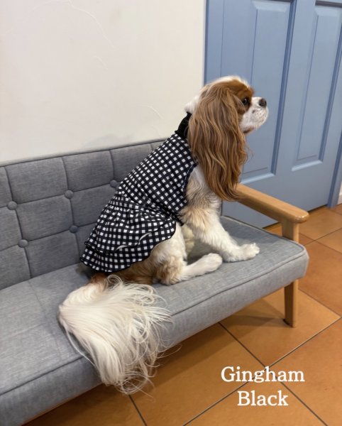 画像2:  【注文受付中】  9月新作 【キャバスーツ ワンピ】GINGHAM BLACK (2)