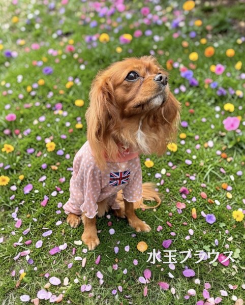 画像1:  3月新作 【キャバスーツ LIMITED】Airy SMOCK：水玉ブラウス (1)