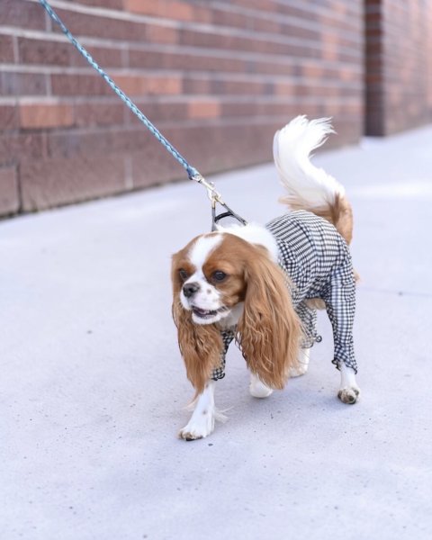 画像3:  3月新作 【キャバスーツ LIMITED】Airy SMOCK：ギンガムブラウス (3)