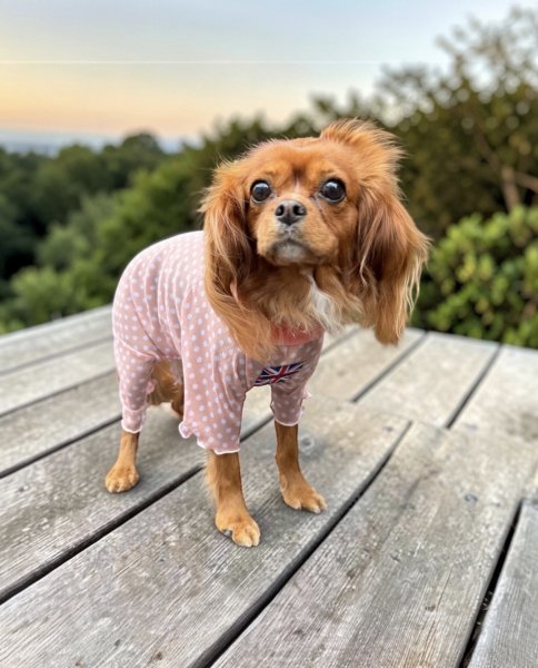 画像3:  3月新作 【キャバスーツ LIMITED】Airy SMOCK：水玉ブラウス (3)