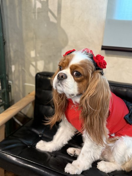 画像2: ローズヘッドドレス (2)