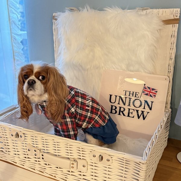 画像5: 【Jennifer & Colour】DENIM DRESS（デニムドレス） (5)