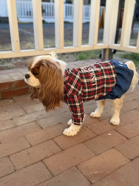 画像7: 【Jennifer & Colour】DENIM DRESS（デニムドレス） (7)