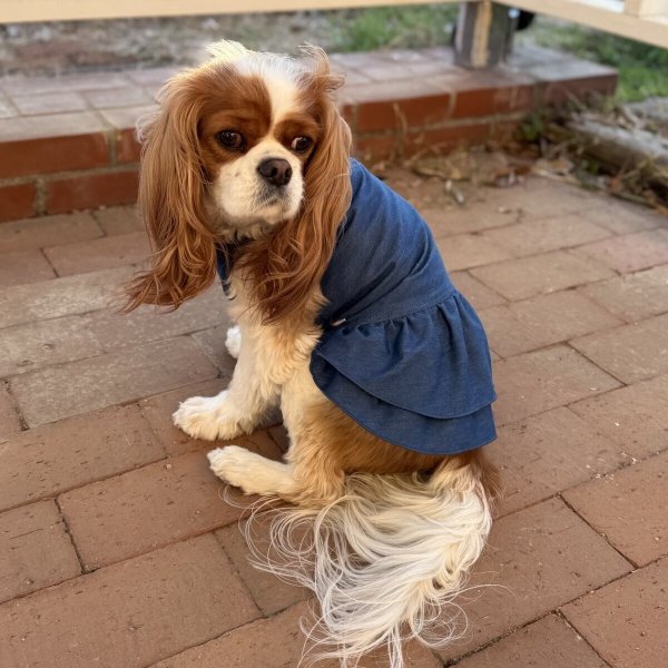 画像2: 【Jennifer & Colour】DENIM DRESS（デニムドレス） (2)