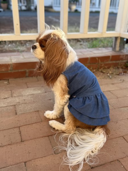 画像8: 【Jennifer & Colour】DENIM DRESS（デニムドレス） (8)