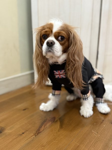 画像10:  ★9月新作★  【注文受付中】 【キャバスーツFRILL】Old Street（オールドストリート） (10)