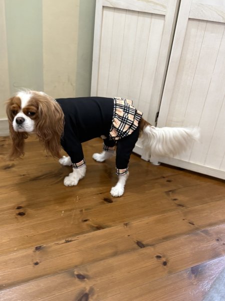 画像8:  ★9月新作★  【注文受付中】 【キャバスーツFRILL】Old Street（オールドストリート） (8)