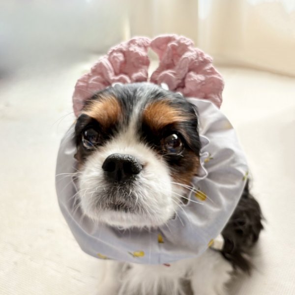 画像2: すあませいさくしょ☆レモンのポコポコリボンスヌード (2)