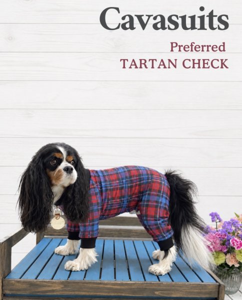 画像1:  【注文受付中】  10月新作 【キャバスーツ LIMITED】Preferred TARTAN CHECK（プリファードタータンチェック） (1)