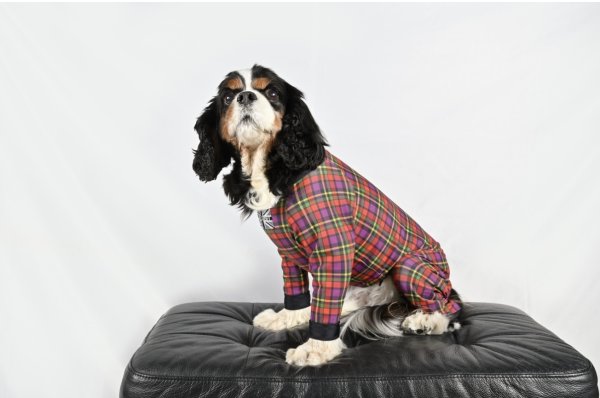 画像5:  ★9月新作★  【注文受付中】 【キャバスーツLIMITED 】Little Rock（リトルロック） (5)