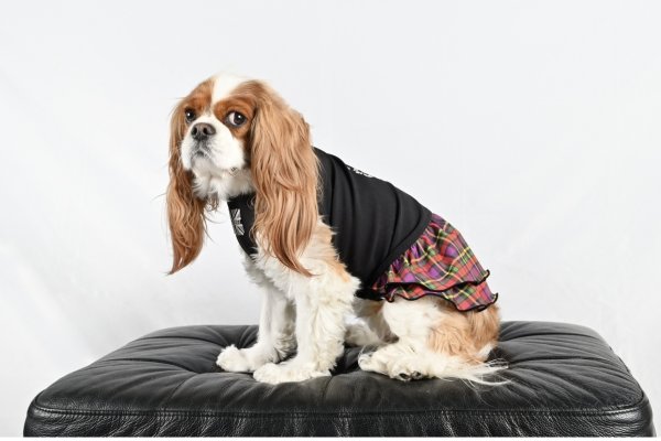 画像9:  ★9月新作★  【注文受付中】 【キャバスーツ ワンピ】Little Rock（リトルロック） (9)