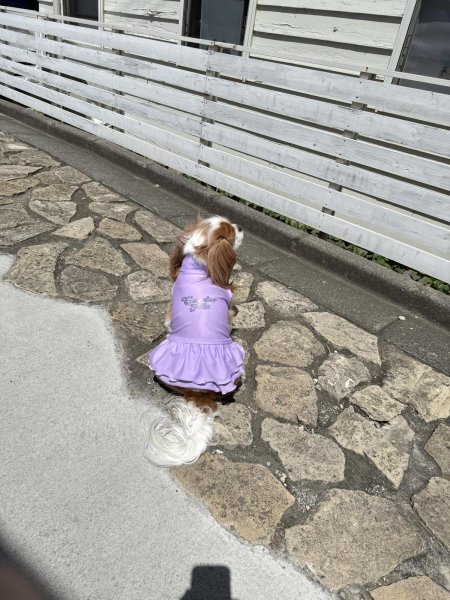 画像16:  Ｍサイズ・カラー限定 【残り1着】Cavasuits チアワンピ (16)