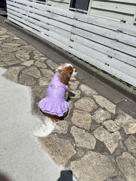 画像10:  Ｍサイズ・カラー限定 【残り1着】Cavasuits チアワンピ (10)