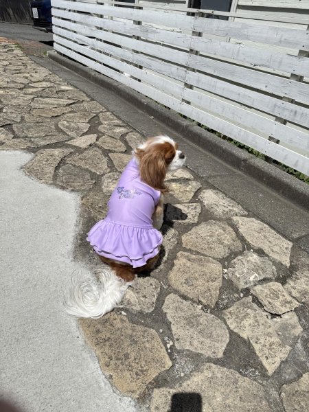 画像15:  Ｍサイズ・カラー限定 【残り1着】Cavasuits チアワンピ (15)