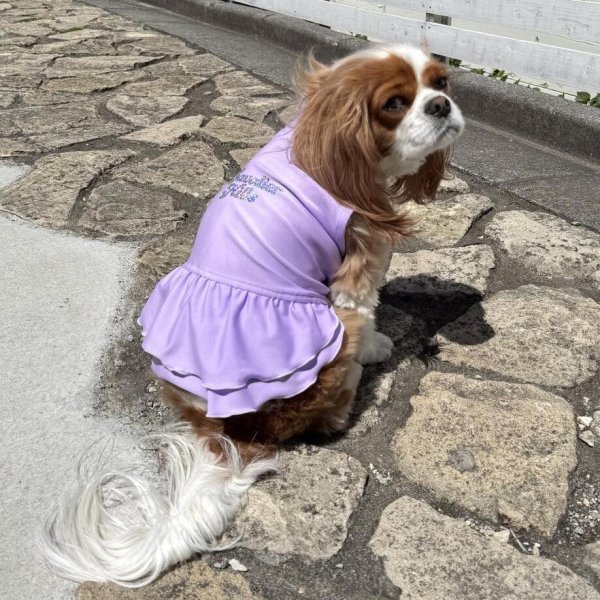 画像2:  Ｍサイズ・カラー限定 【残り1着】Cavasuits チアワンピ (2)