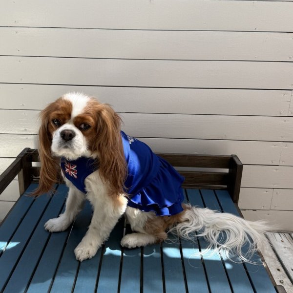 画像4:  Ｍサイズ・カラー限定 【残り1着】Cavasuits チアワンピ (4)