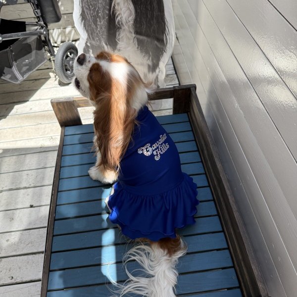 画像23:  Ｍサイズ・カラー限定 【残り1着】Cavasuits チアワンピ (23)