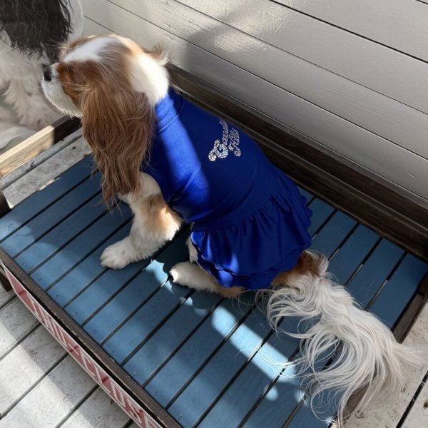 画像17:  Ｍサイズ・カラー限定 【残り1着】Cavasuits チアワンピ (17)