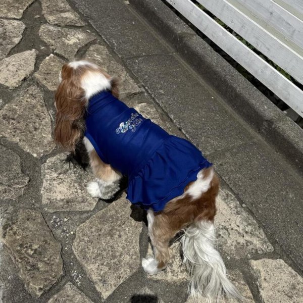 画像18:  Ｍサイズ・カラー限定 【残り1着】Cavasuits チアワンピ (18)