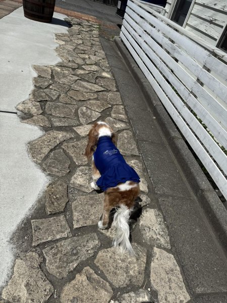 画像19:  Ｍサイズ・カラー限定 【残り1着】Cavasuits チアワンピ (19)