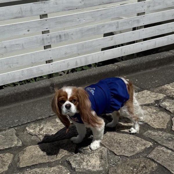 画像3:  Ｍサイズ・カラー限定 【残り1着】Cavasuits チアワンピ (3)