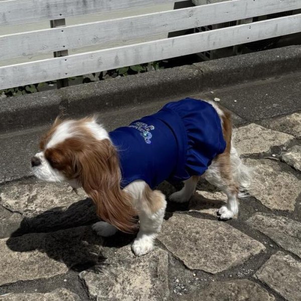 画像25:  Ｍサイズ・カラー限定 【残り1着】Cavasuits チアワンピ (25)