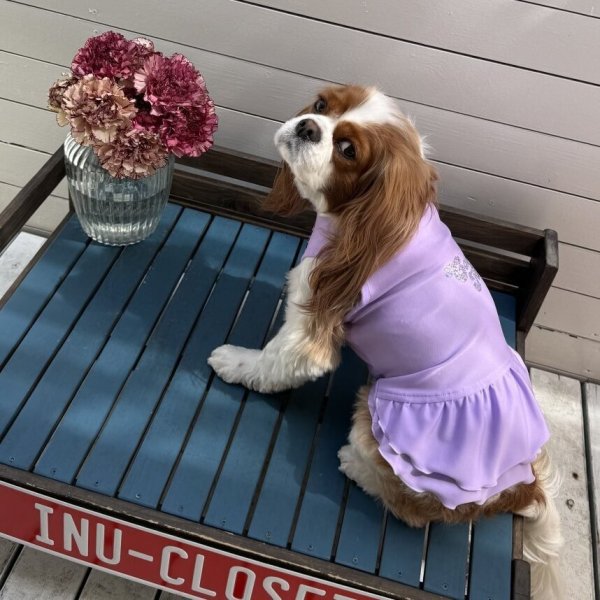 画像21:  Ｍサイズ・カラー限定 【残り1着】Cavasuits チアワンピ (21)