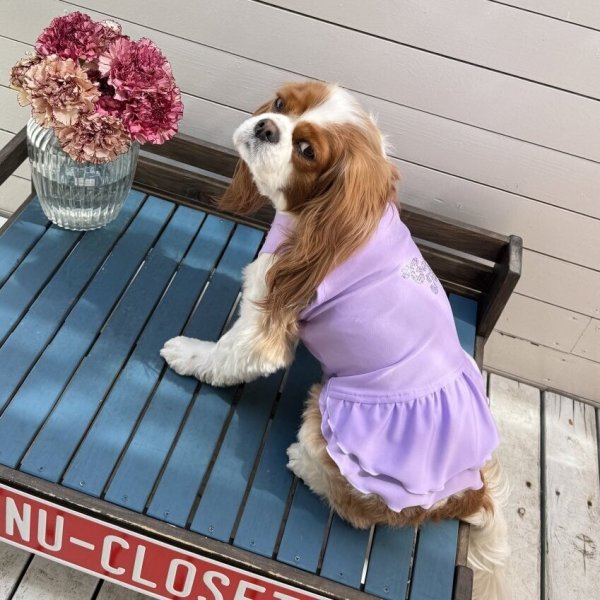 画像24:  Ｍサイズ・カラー限定 【残り1着】Cavasuits チアワンピ (24)