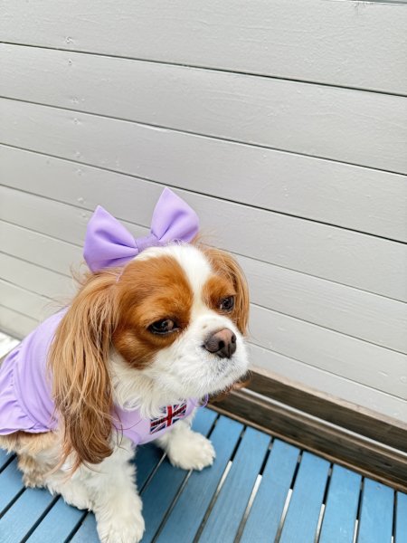 画像10: キャバスーツ☆リボンカチューシャ：クラスカラー (10)