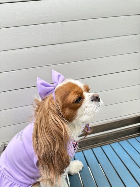 画像11: キャバスーツ☆リボンカチューシャ：クラスカラー (11)