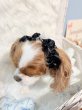 画像2: クラウンイヤーバンド【ベビーブルー・Ｍサイズ】 (2)