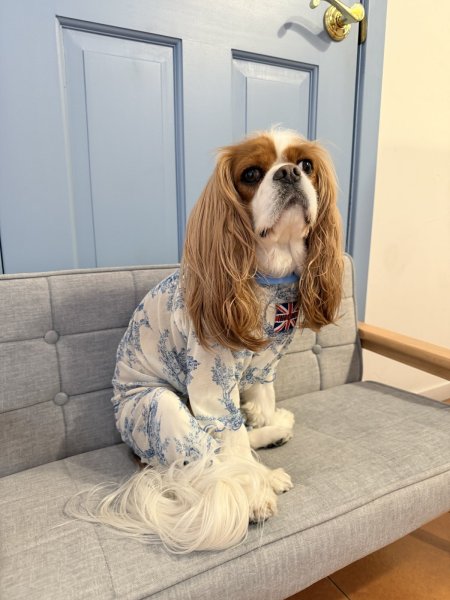 画像9:  【注文受付中】  6月新作 【キャバスーツ LIMITED】Airy SMOCK：Bleu Toile (9)
