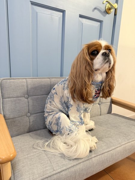 画像7:  【注文受付中】  6月新作 【キャバスーツ LIMITED】Airy SMOCK：Bleu Toile (7)