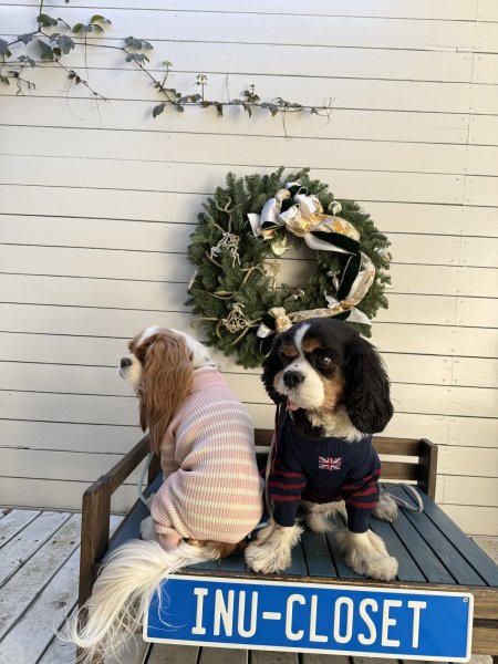 画像12:  12月新作 【Cavasuits KNIT】パネルボーダー2025：ピンク (12)