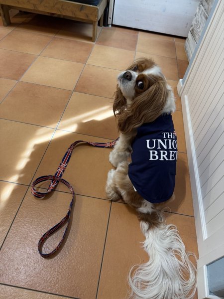 画像15: 【THE UNION BREW】Cotton Tank (15)