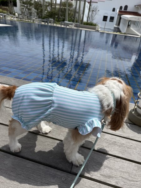 画像20:  【注文受付中】  6月新作  【Jennifer & Colour】BALLOON ROMPERS（バルーンロンパース）MINT：Chalk Stripe (20)
