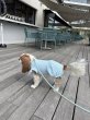 画像16:  【注文受付中】  6月新作  【Jennifer & Colour】BALLOON ROMPERS（バルーンロンパース）MINT：Chalk Stripe (16)