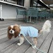 画像7:  【注文受付中】  6月新作  【Jennifer & Colour】BALLOON ROMPERS（バルーンロンパース）MINT：Chalk Stripe (7)