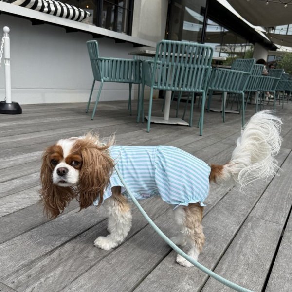 画像7:  【注文受付中】  6月新作  【Jennifer & Colour】BALLOON ROMPERS（バルーンロンパース）MINT：Chalk Stripe (7)