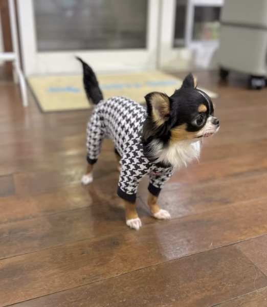 画像7:  【注文受付中・なくなり次第終了】  12月新作 【キャバスーツ LIMITED】Chidori (7)