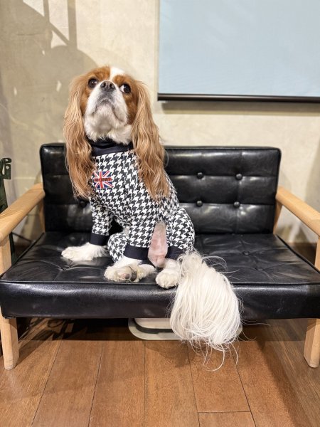 画像8:  【注文受付中・なくなり次第終了】  12月新作 【キャバスーツ LIMITED】Chidori (8)