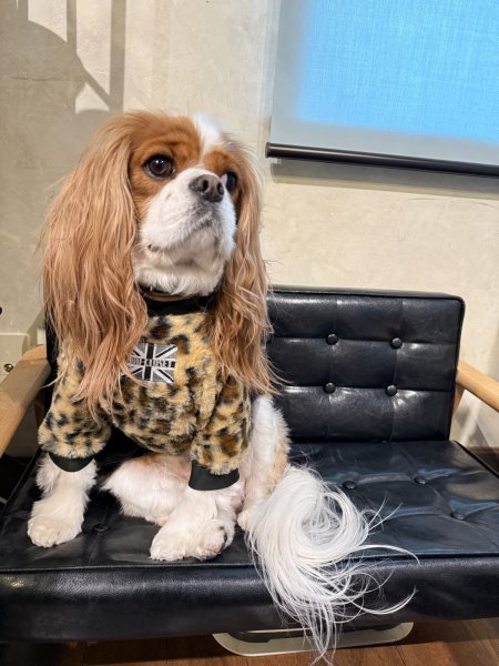 画像8:  1月新作 【CAVA TEE 】Fake Fur Jaguau（フェイクファージャガー） (8)