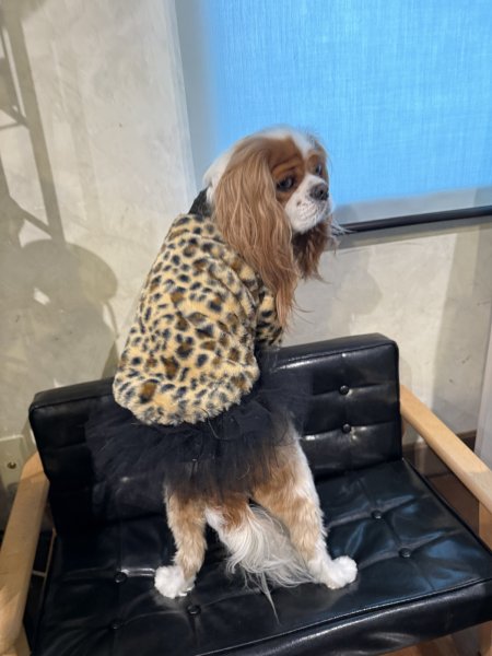 画像7:  1月新作 【CAVA TEE 】Fake Fur Jaguau（フェイクファージャガー） (7)