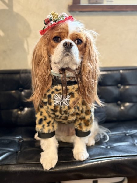 画像6:  1月新作 【CAVA TEE 】Fake Fur Jaguau（フェイクファージャガー） (6)