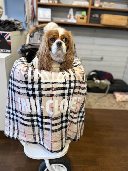 画像2: イヌクロロゴ【クラウン】ブランケット (2)