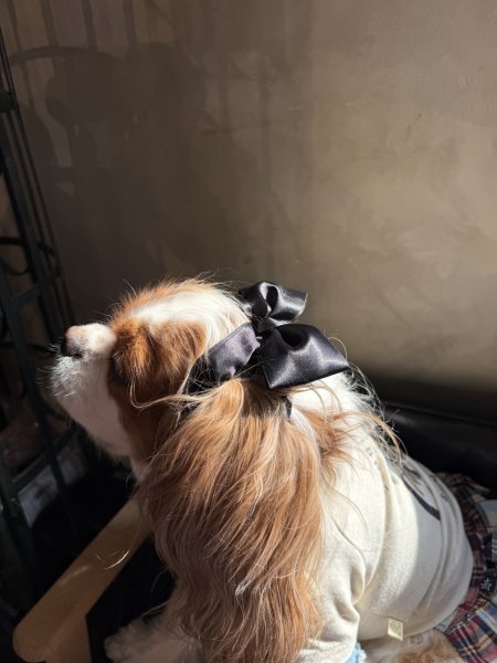 画像2: リボンイヤーバンド【シトラス・Mサイズ】 (2)