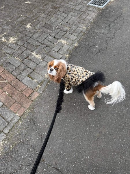 画像10:  1月新作 【CAVA TEE 】Fake Fur Jaguau（フェイクファージャガー） (10)