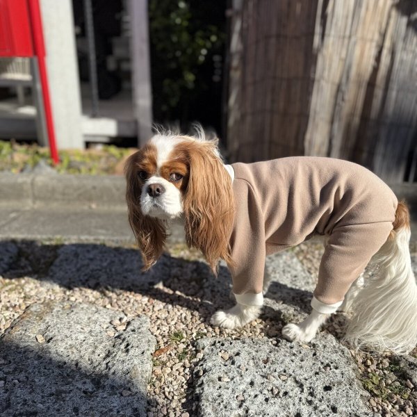 画像6:  【注文受付中】  1月新作 【キャバスーツ おくるみ2026】ほうじ茶ラテ (6)